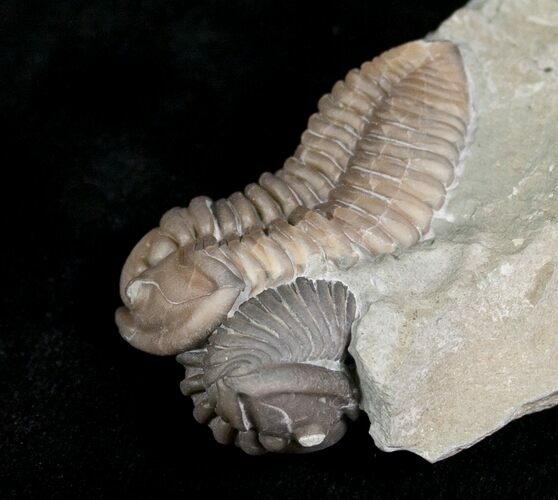 Double Flexicalymene Trilobite from Ohio - D #5912